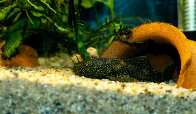 Pesce ancistrus cura