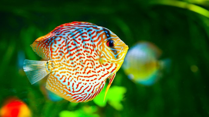 Alla scoperta dei pesci Discus, i gioielli dell’acquariofilia