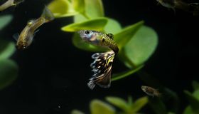 Scopriamo i pesci Guppy: dal mare dei Caraibi al cuore del tuo acquario