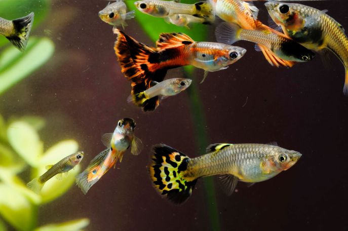 Pesce Guppy carattere