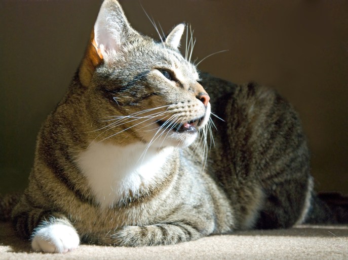 Proteggi il tuo gatto dalle zecche