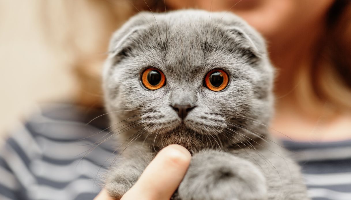 scottish fold gatto con le orecchie piegate