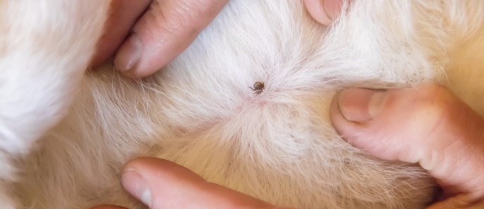 Zecche nel gatto