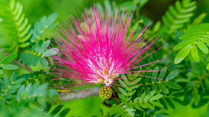 Albizzia, tutte le proprietà di questa pianta