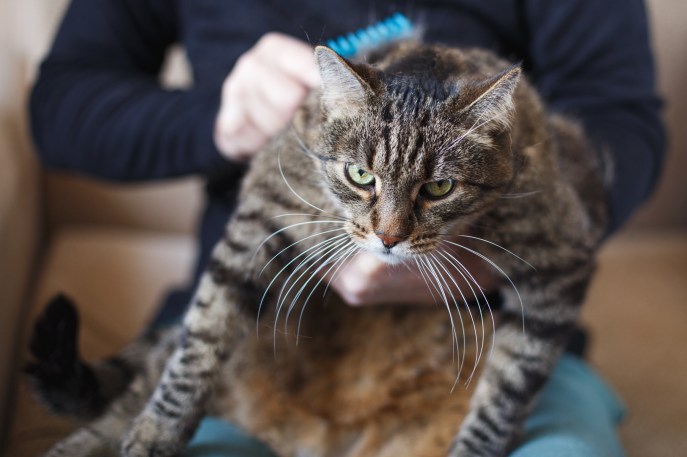 Come rimuovere le pulci dal tuo gatto