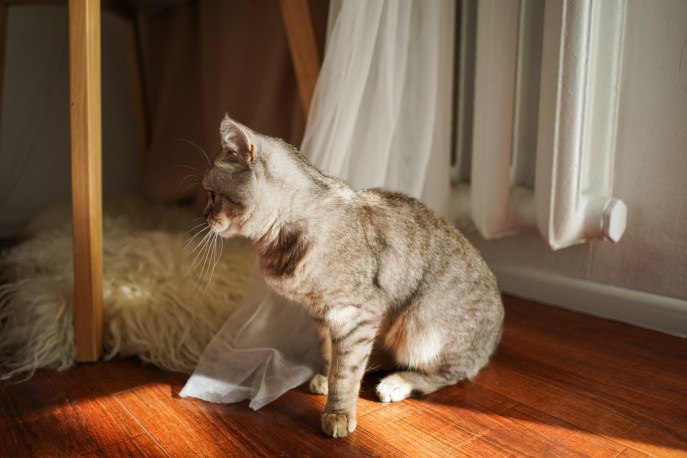 Proteggi il tuo gatto