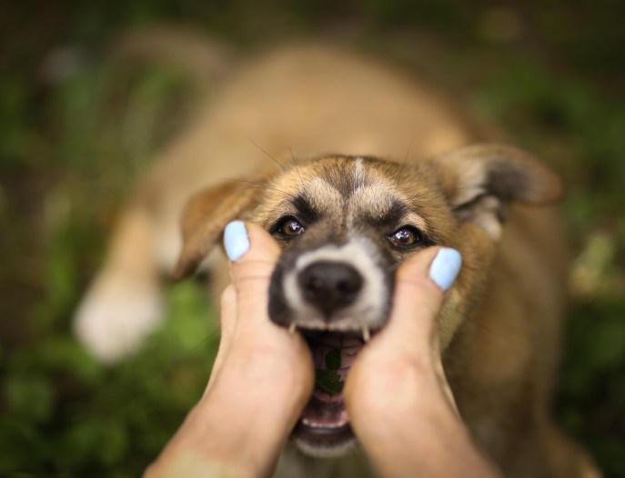 Cura il tuo cane dai sintomi della rogna