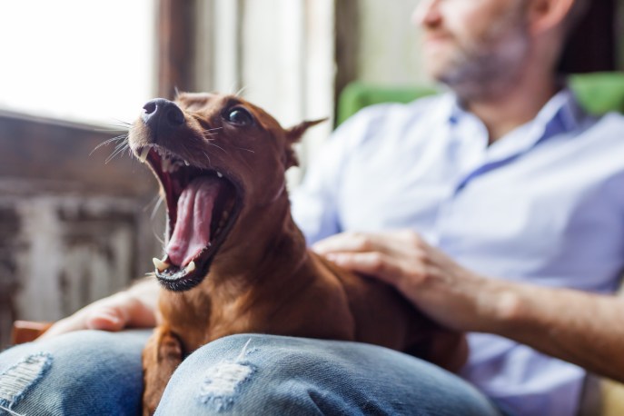 Proteggi il tuo cane dalla rogna