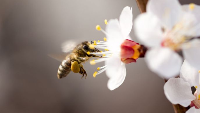Ape impollinatrice vola da fiore in fiore