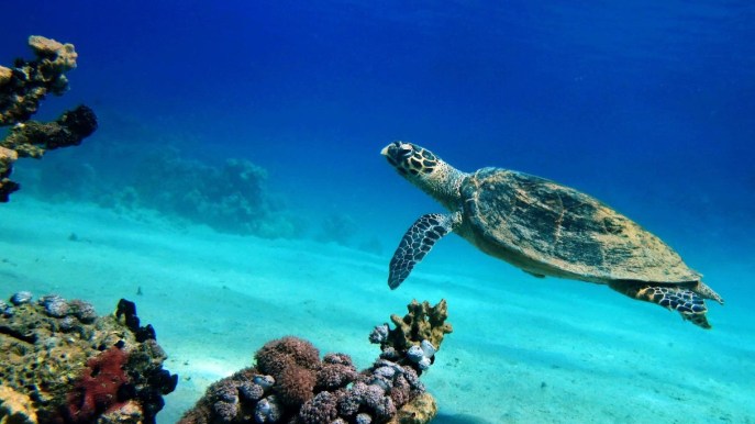 Tartarughe: 10 curiosità che in pochi conoscono