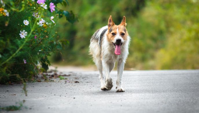cane assetato commina sull'asfalto