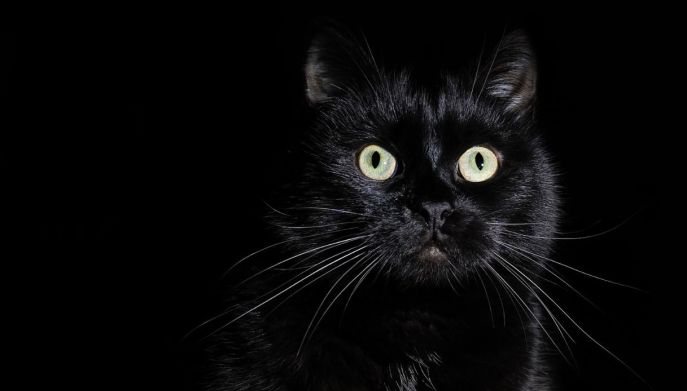 gatto nero
