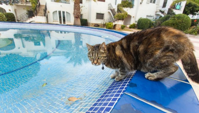 gatto sul bordo della piscina