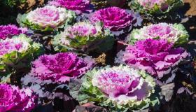 Cavoli ornamentali, quanto durano, quando si piantano e come curarli