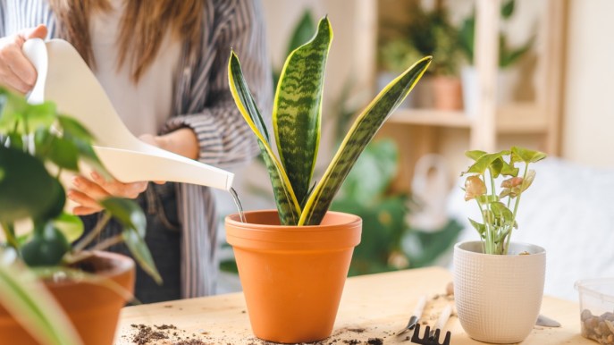 Sansevieria, dove posizionarla in casa, quanto bagnarla e quali benefici ha