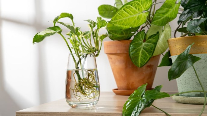 Syngonium, una delle piante più facili da coltivare. I trucchi per curarla