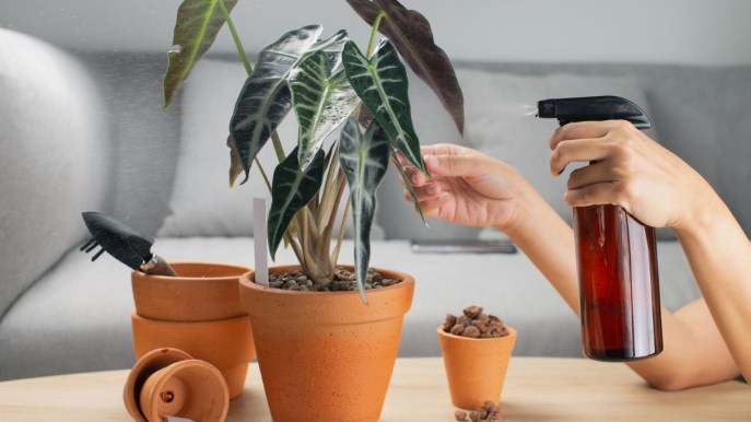 Alocasia sanderiana, come curarla e quanto innaffiarla