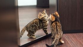 Cane e gatto si riconoscono allo specchio?
