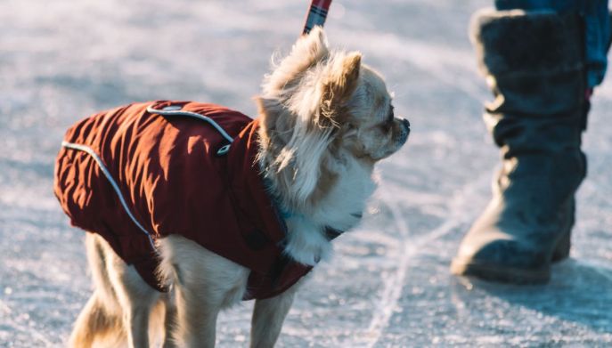 Cane con cappottino per il freddo
