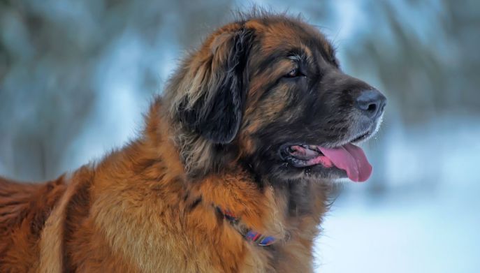 Leonberger: fra i cani più grandi in assoluto