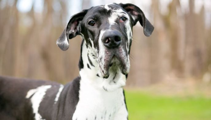 Cane alano, razza grande e buona