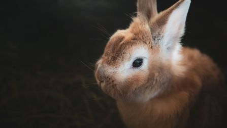 Come gestire la muta del coniglio
