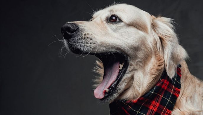 Golden retriever