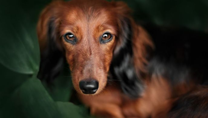 Bassotto, cane di piccola taglia 
