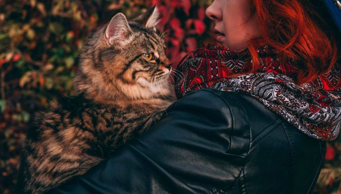 Gatto Maine Coon in braccio