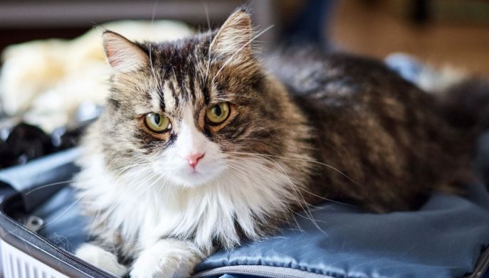 gatto siberiano sul letto
