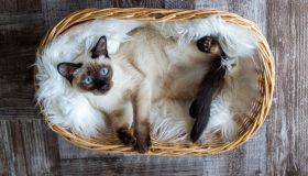 Gatti più longevi, le razze che hanno una tempra speciale