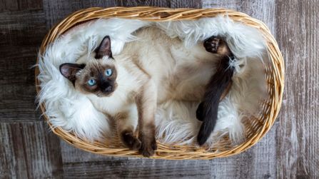 Gatti più longevi, le razze che hanno una tempra speciale