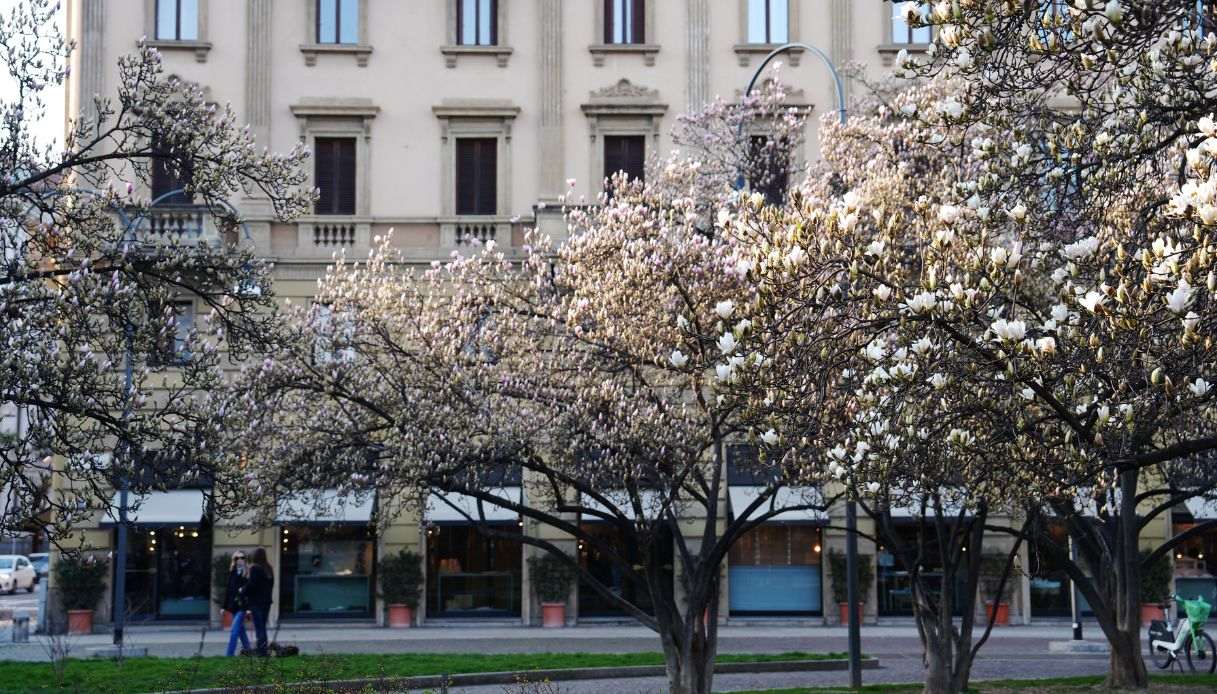 Gli alberi in fiore a Milano