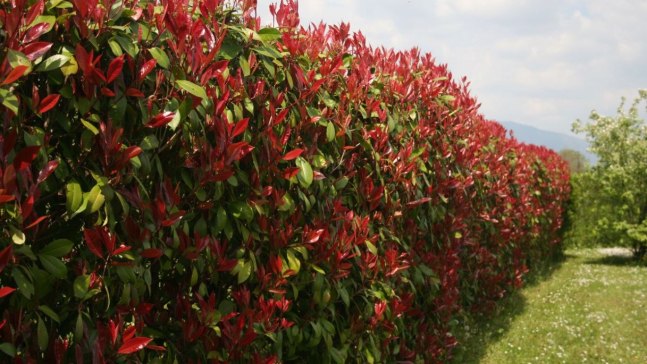 Photinia, come realizzare una siepe e che altezza raggiunge