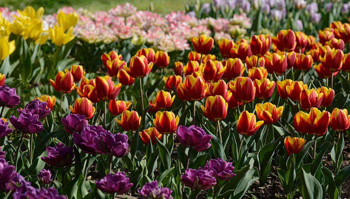 Tulipani variopinti accendono l’inizio di primavera: rossi, viola e gialli compongono aiuole che sembrano pennellate su tela