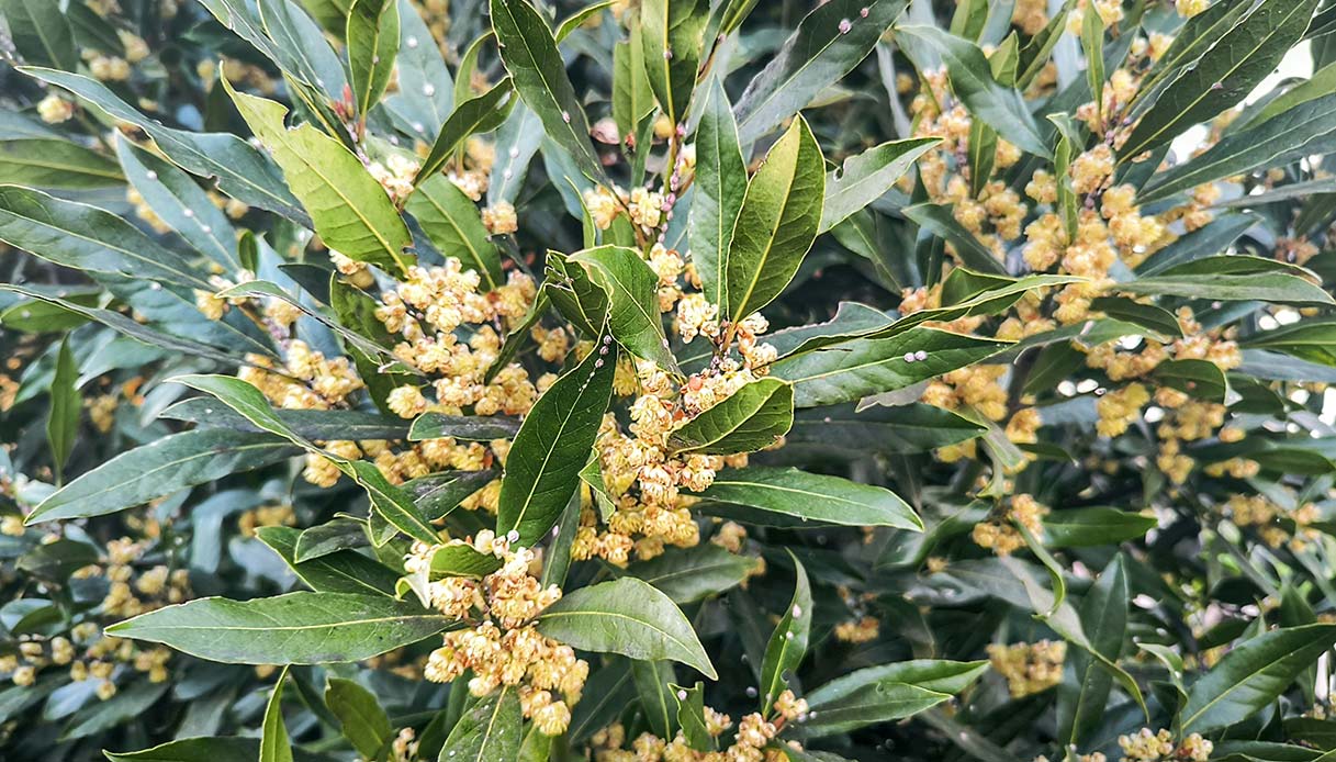 Fioriture d’alloro: piccole gemme gialle che arricchiscono lo spazio verde e attirano impollinatori utili