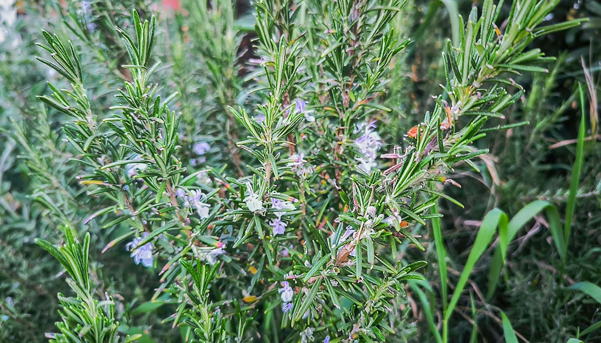 Tra i profumi del rosmarino: una pianta resistente che dona sapore, bellezza e biodiversità al giardino
