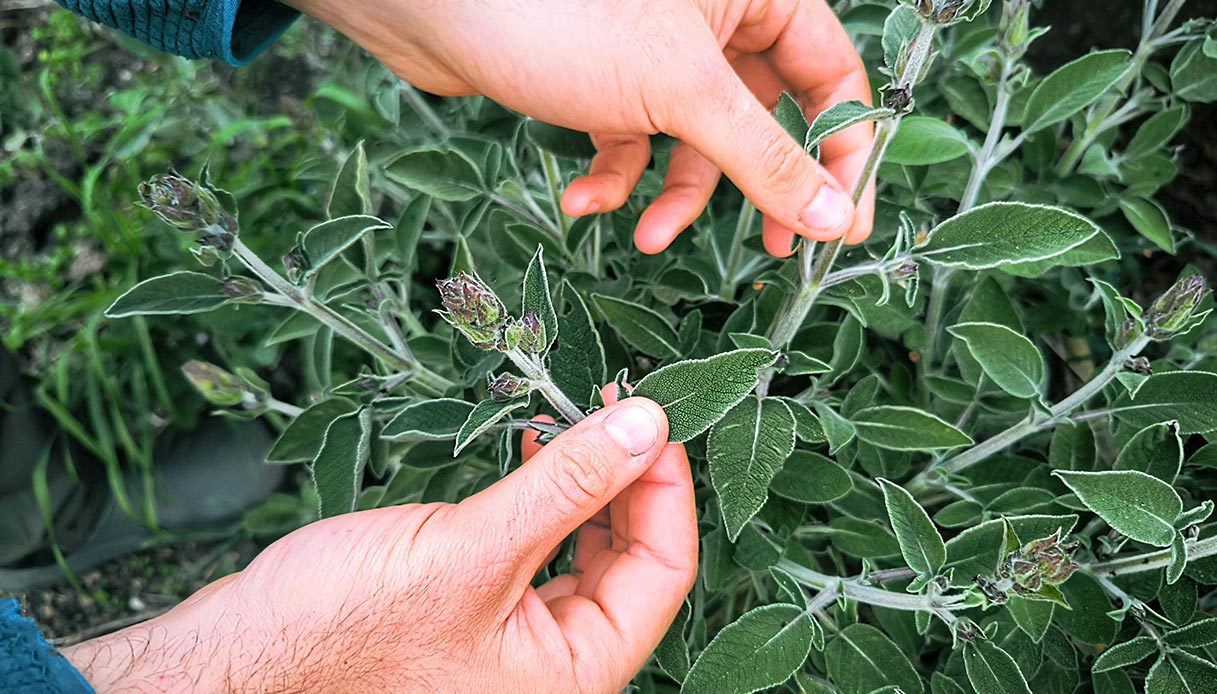 Le foglie vellutate della salvia: un’aromatica versatile e benefica, perfetta per ogni stagione