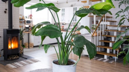 Strelitzia Nicolai, dove posizionarla, quanto innaffiarla e come curarla