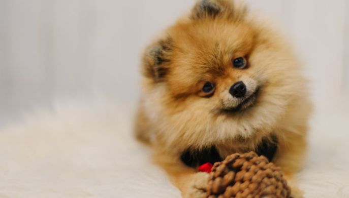 Cane Russian Toy: esemplare piccolo