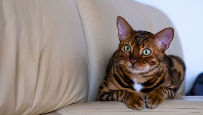 Gatto del Bengala sul divano