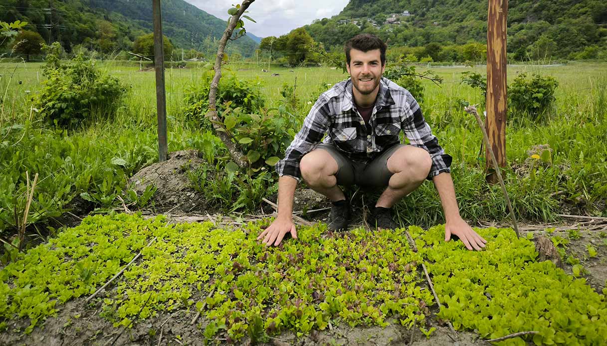 Le lattughine da taglio sono ideali per iniziare: crescita rapida e raccolta continua