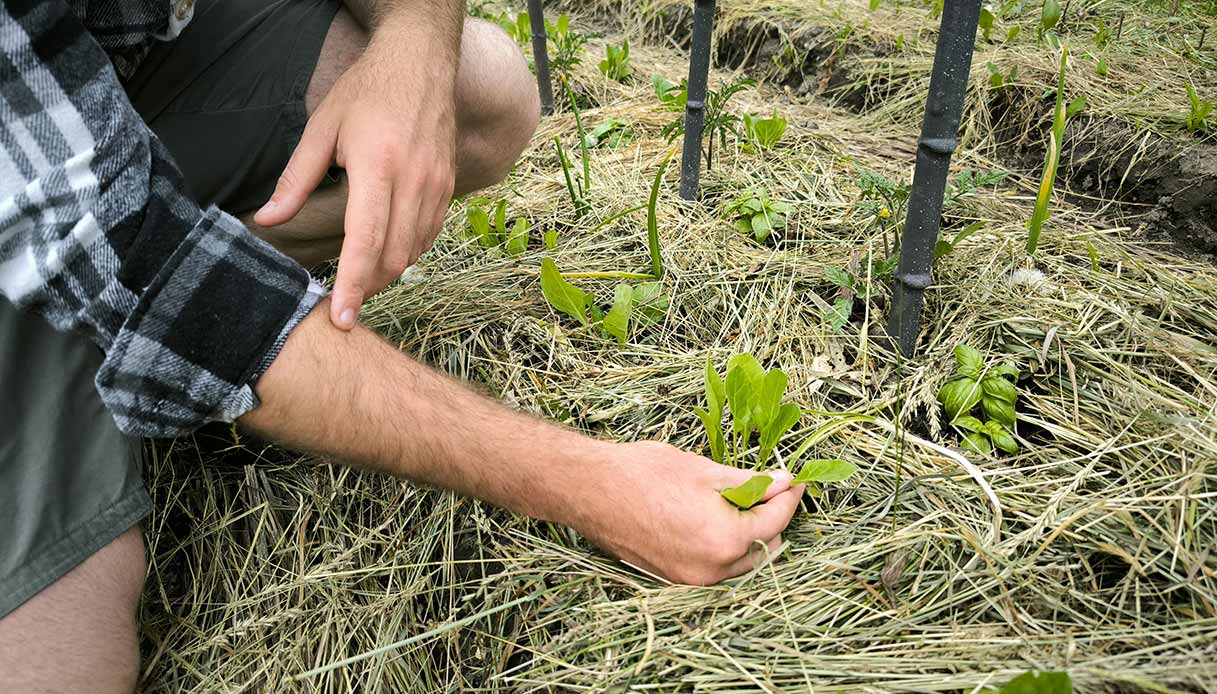 Coltivare ortaggi all’aria aperta: un gesto semplice che nutre corpo e mente