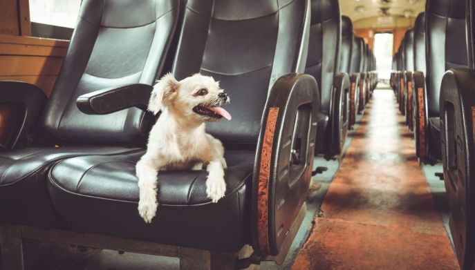 Cane sul sedile del treno