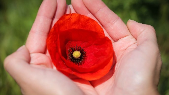 Come essiccare i petali di papaveri e quale utilizzo farne