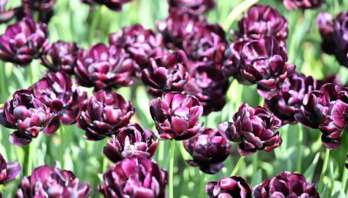 Più di un milione di fiori