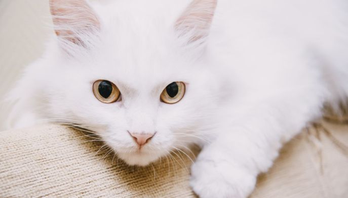 Gatto Turco grande