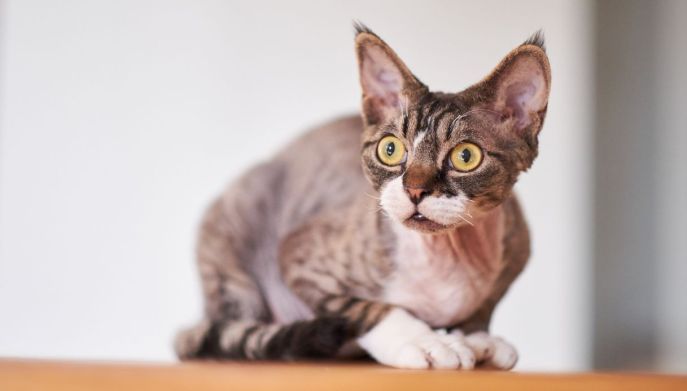 Gatti più piccoli: tutte le razze in miniatura