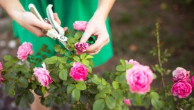 Rose, cosa utilizzare per evitare che crescano intorno erbacce e piante infestanti