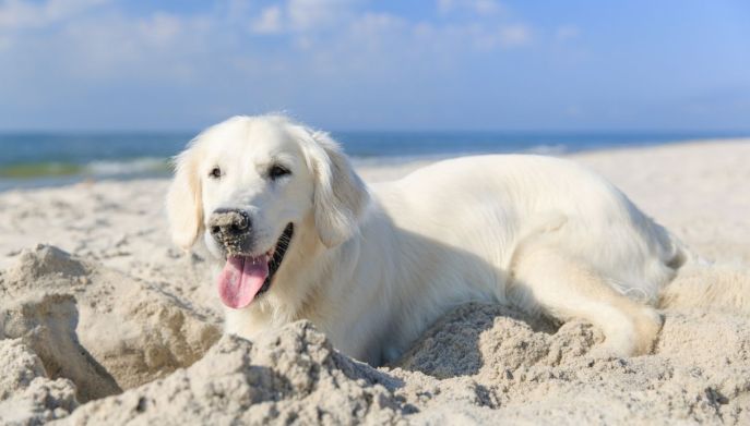 Cane sulla sabbia: cosa sapere per la sicurezza di tutti